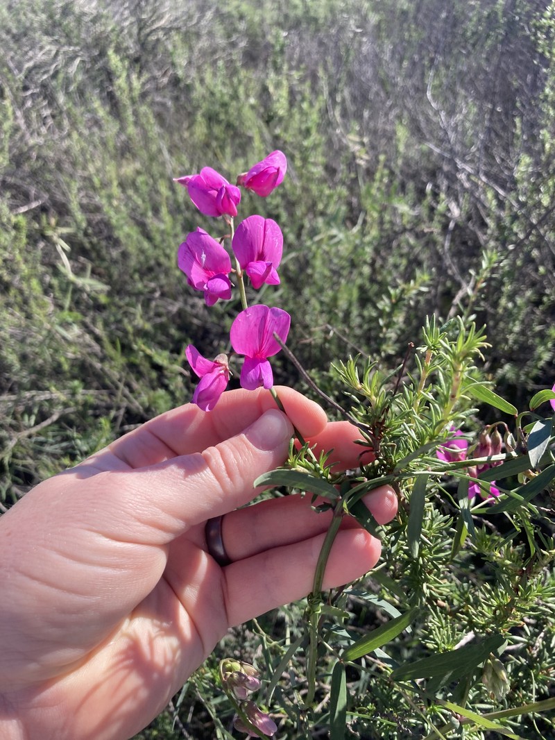 Lathyrus vestitus var. alefeldii photo 7
