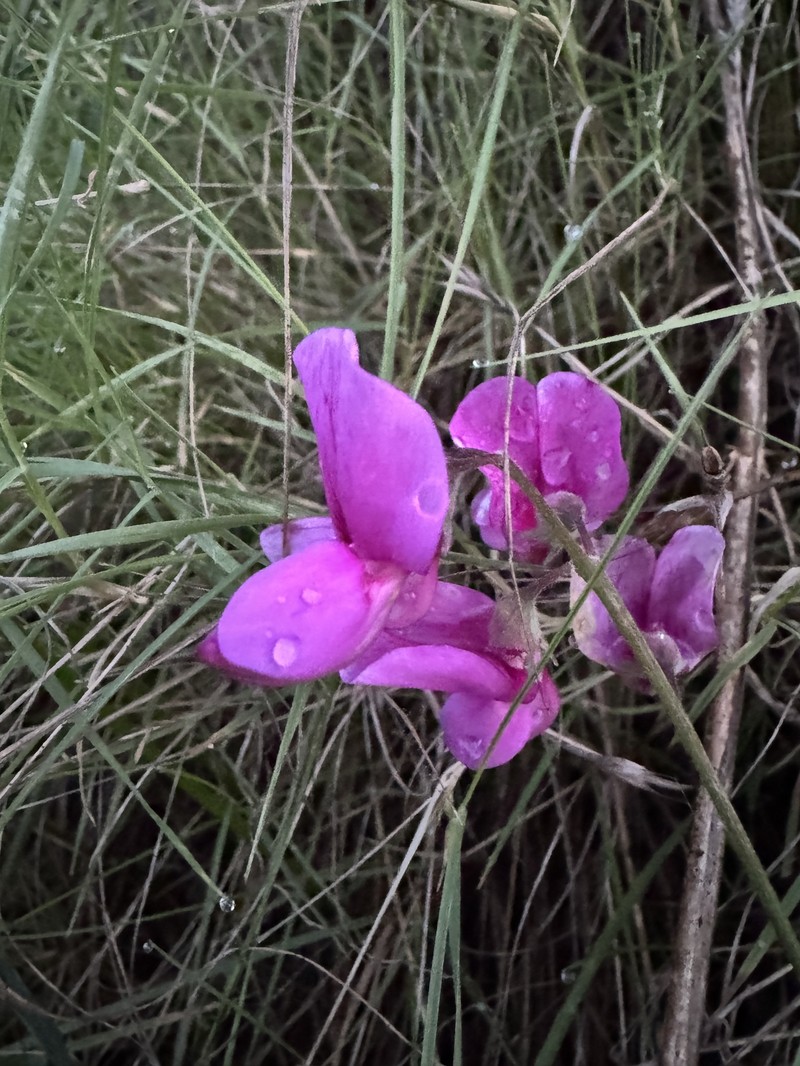 Lathyrus vestitus var. alefeldii photo 8