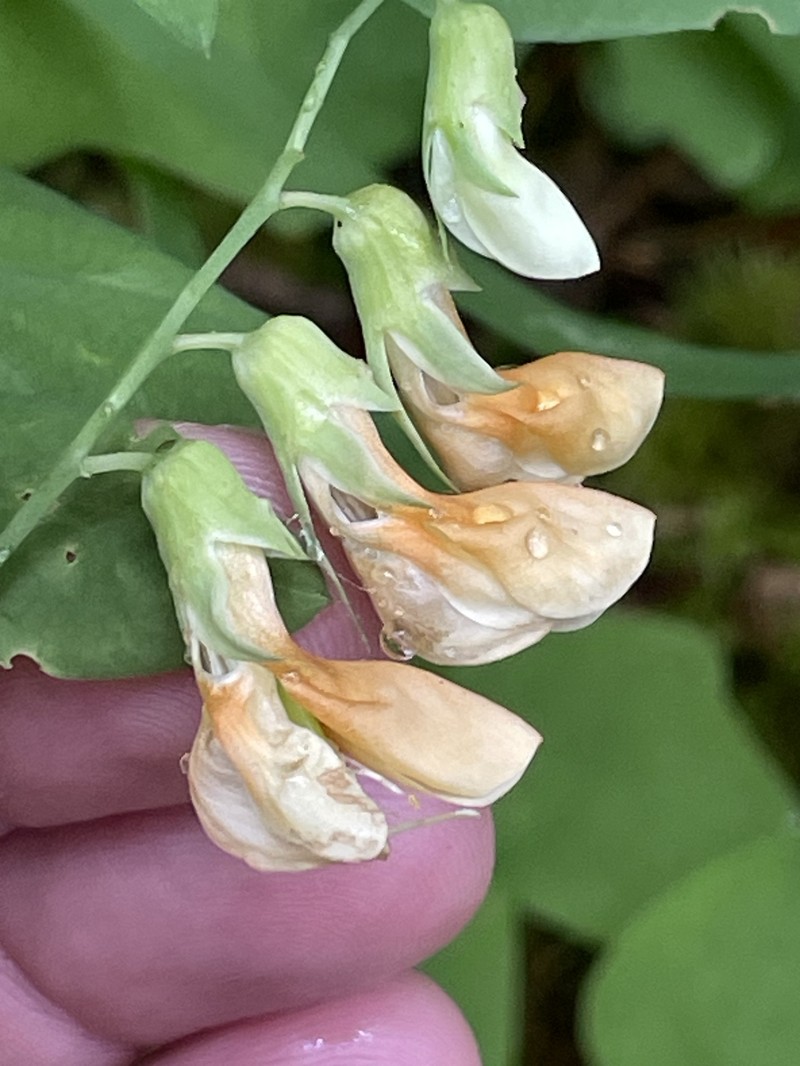 Lathyrus vestitus var. ochropetalus