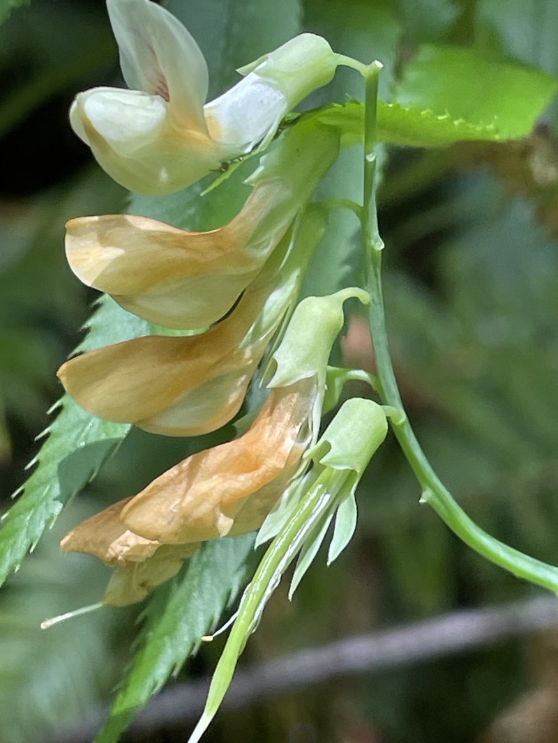 Lathyrus vestitus var. ochropetalus photo 2