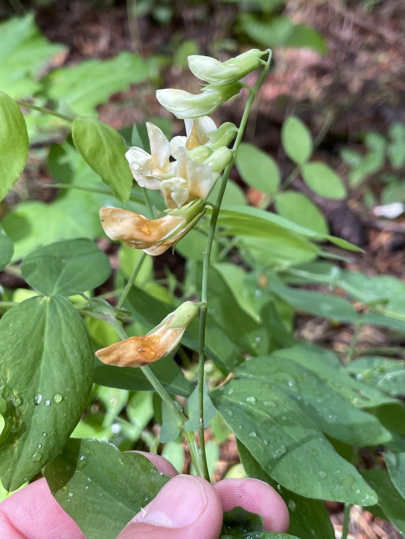 Lathyrus vestitus var. ochropetalus photo 3