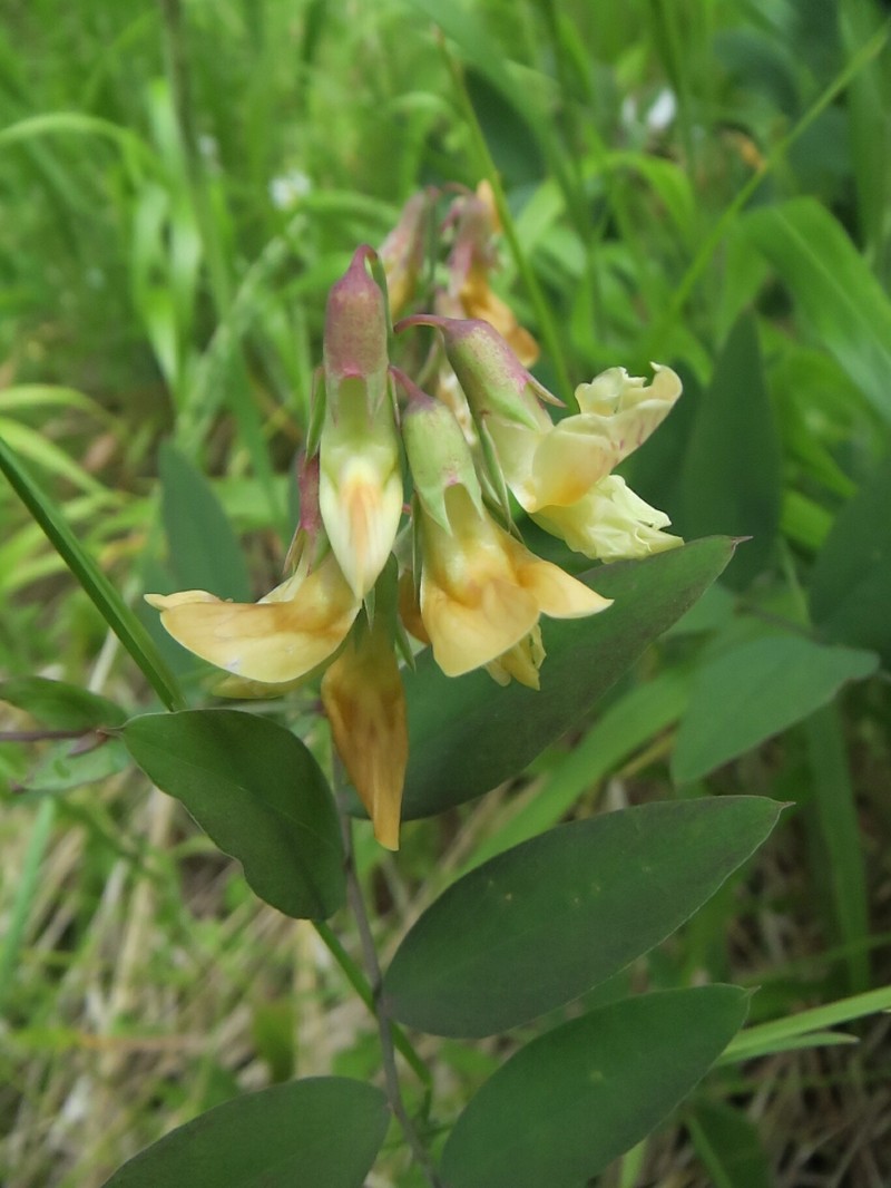 Lathyrus vestitus var. ochropetalus photo 4