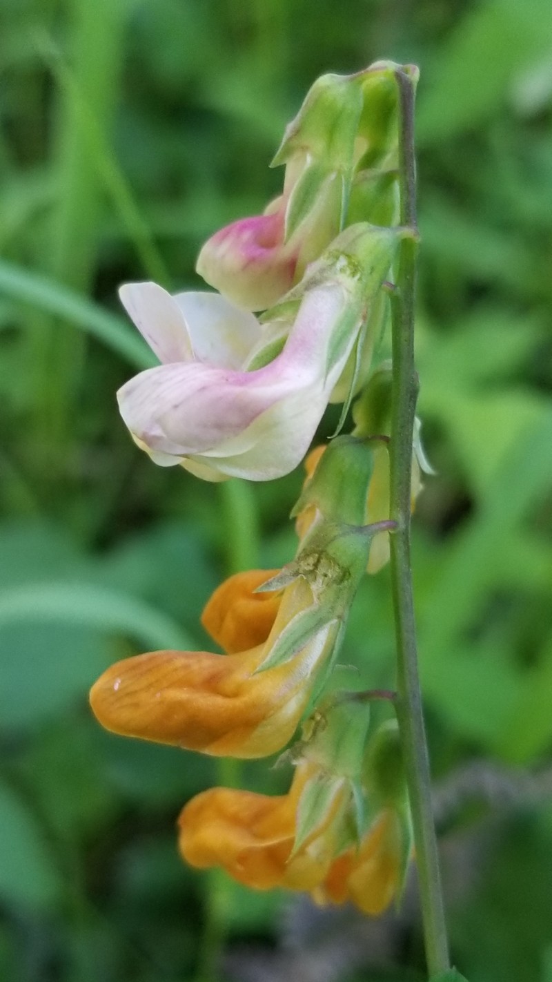 Lathyrus vestitus var. ochropetalus photo 5