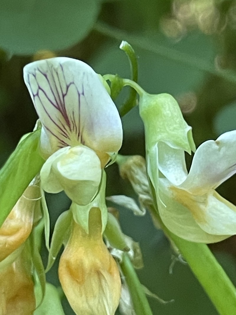 Lathyrus vestitus var. ochropetalus photo 6