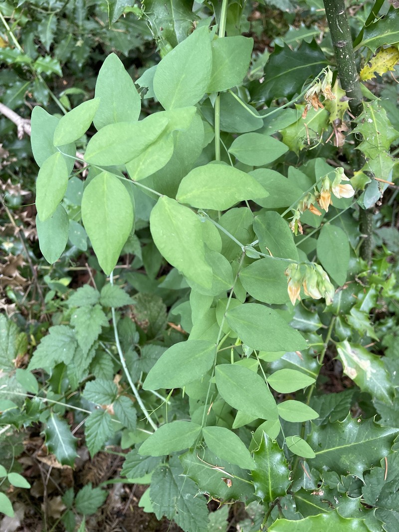 Lathyrus vestitus var. ochropetalus photo 7