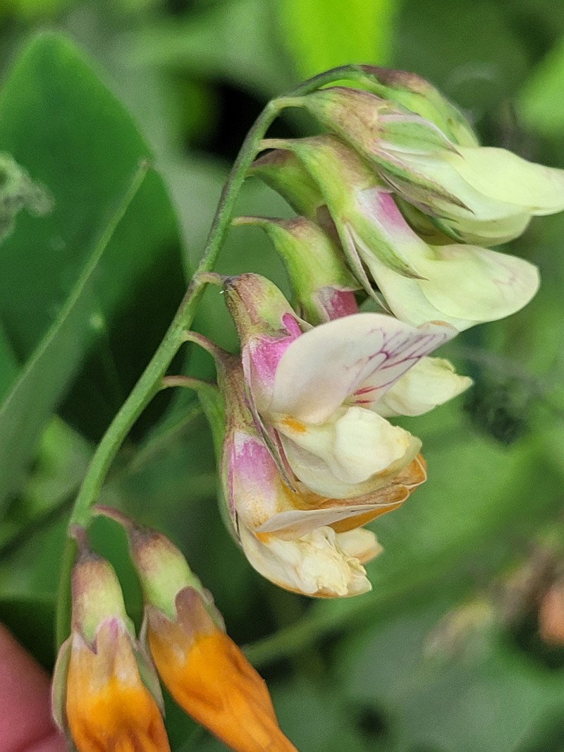 Lathyrus vestitus var. ochropetalus photo 8