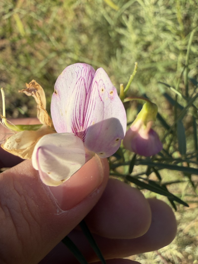Lathyrus vestitus var. vestitus