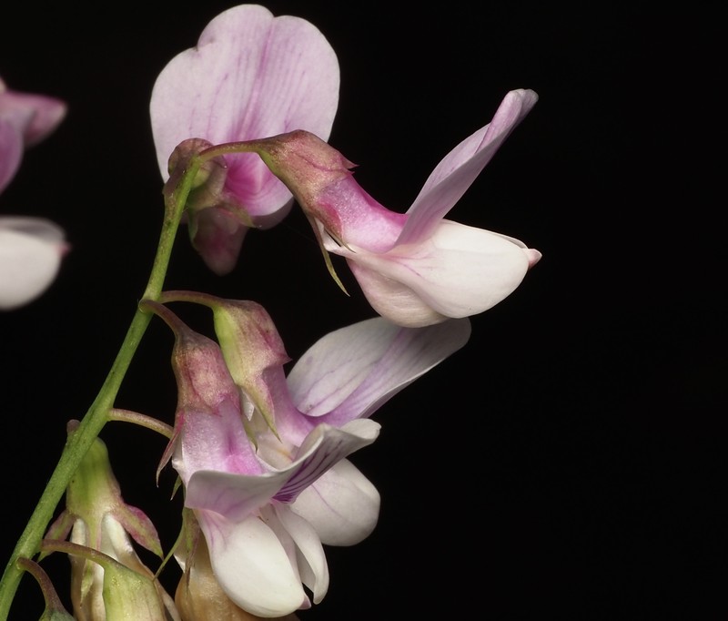 Lathyrus vestitus var. vestitus photo 2