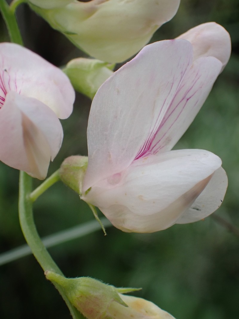 Lathyrus vestitus var. vestitus photo 3