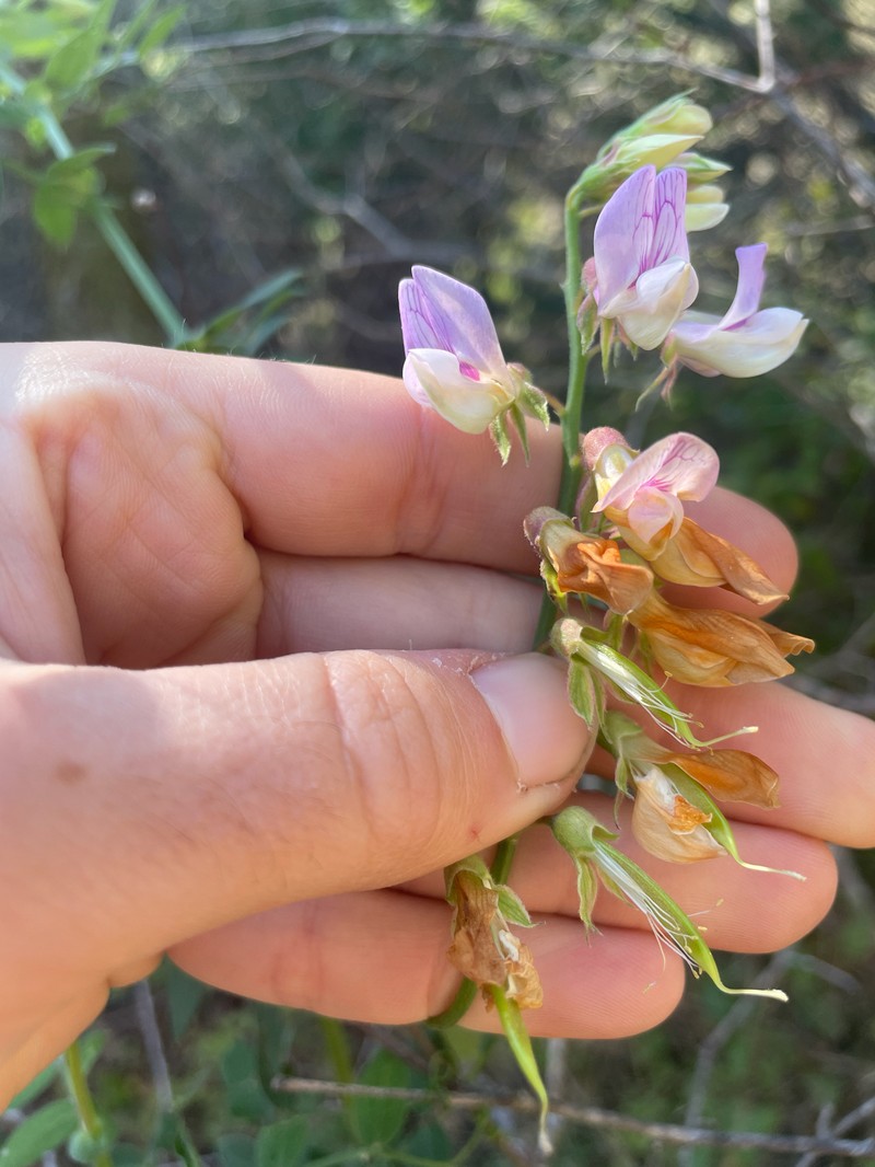 Lathyrus vestitus var. vestitus photo 4