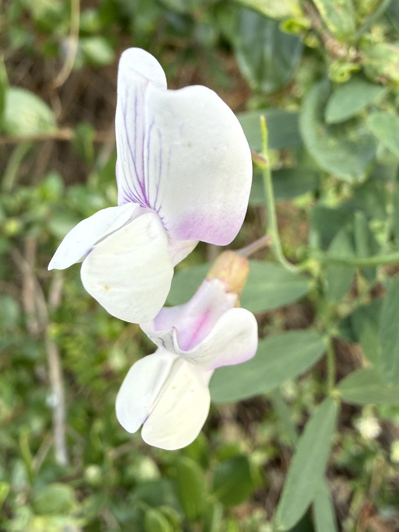 Lathyrus vestitus var. vestitus photo 5