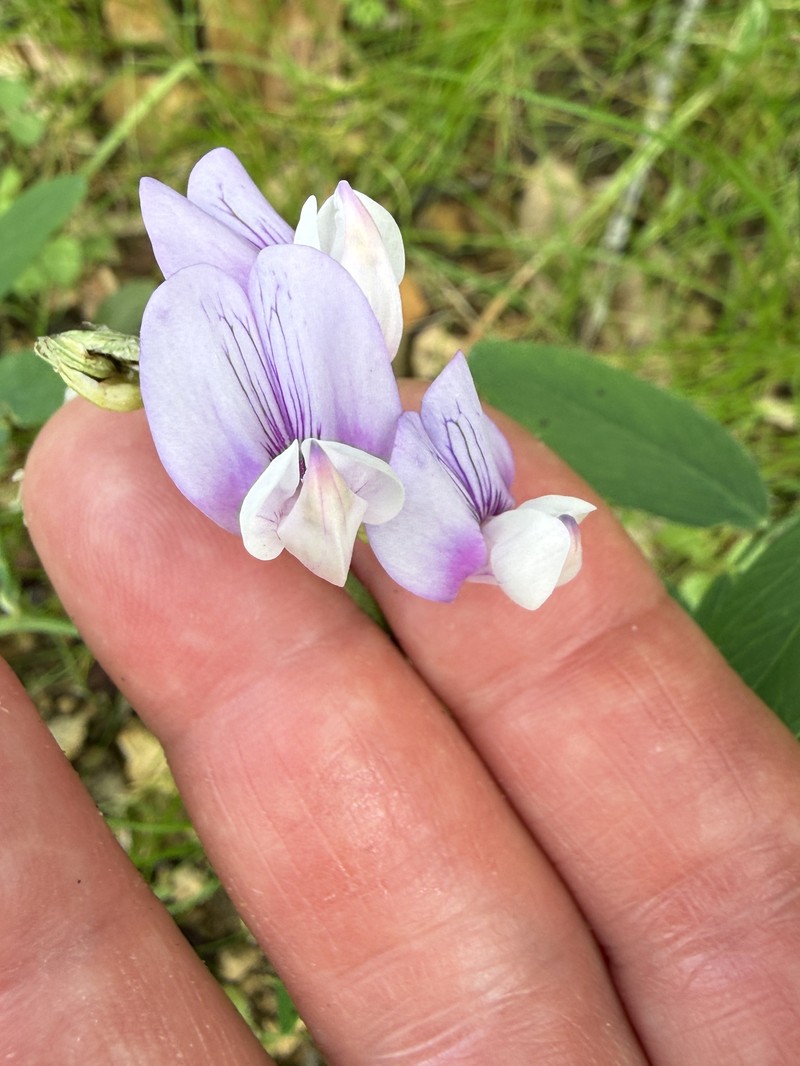 Lathyrus vestitus var. vestitus photo 6