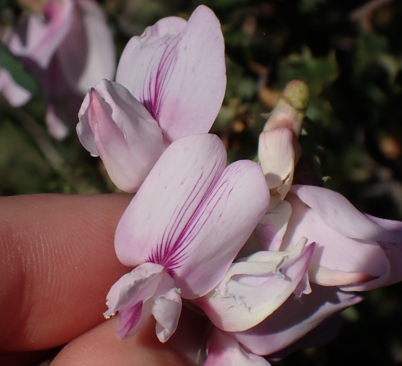 Lathyrus vestitus var. vestitus photo 7