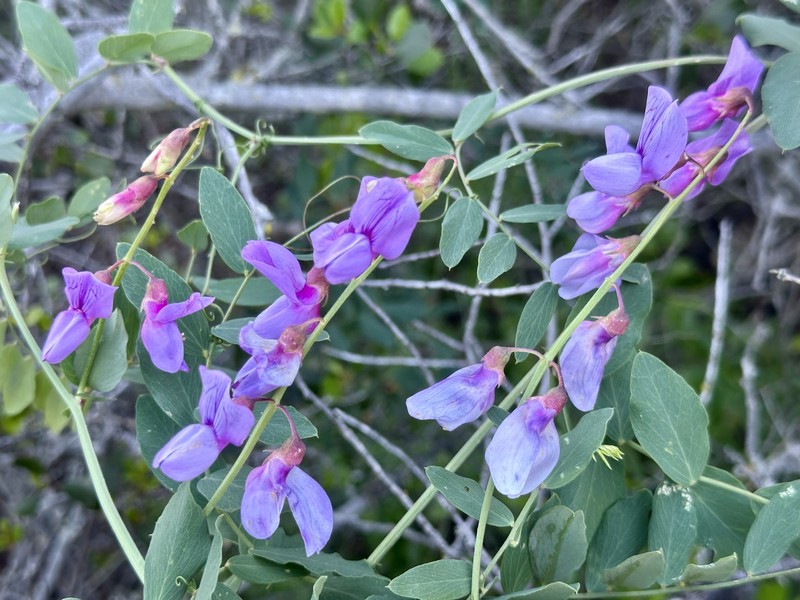 Lathyrus vestitus var. vestitus photo 8