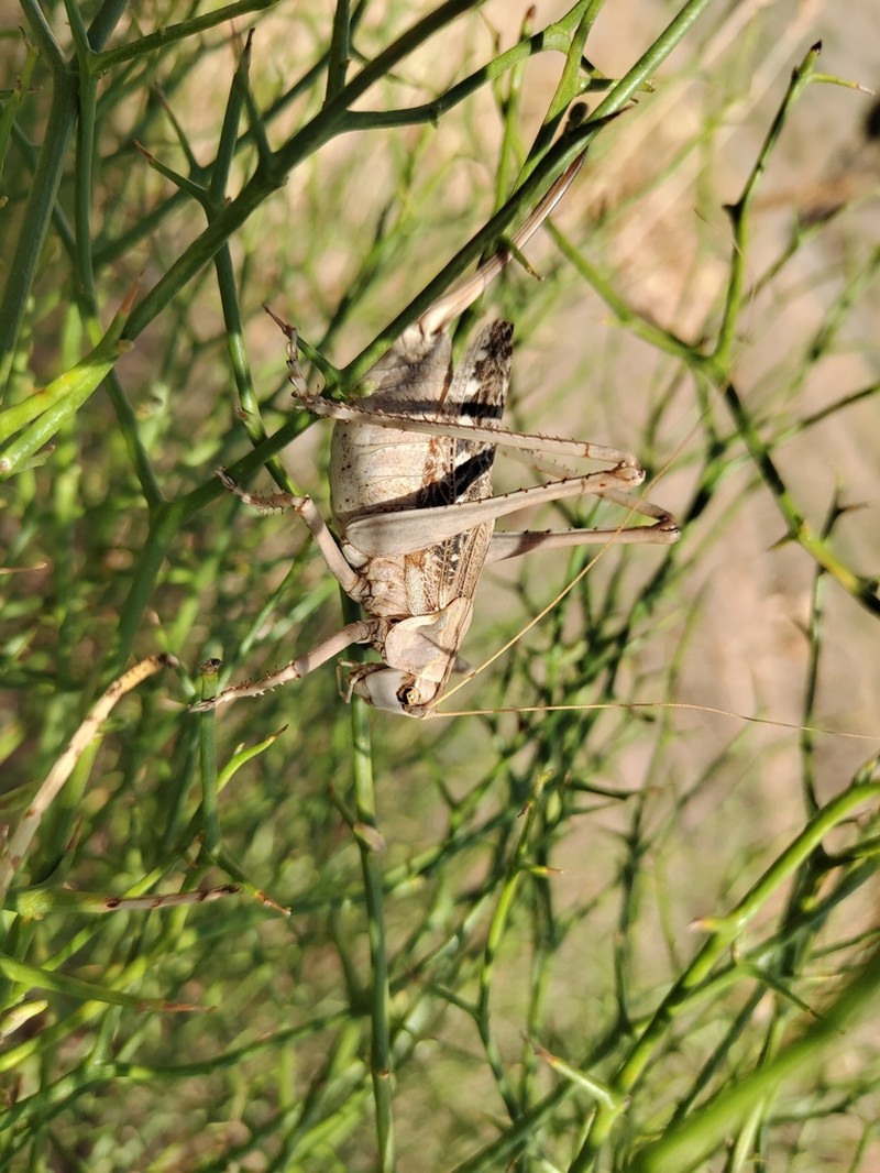 Launaea acanthodes photo 4