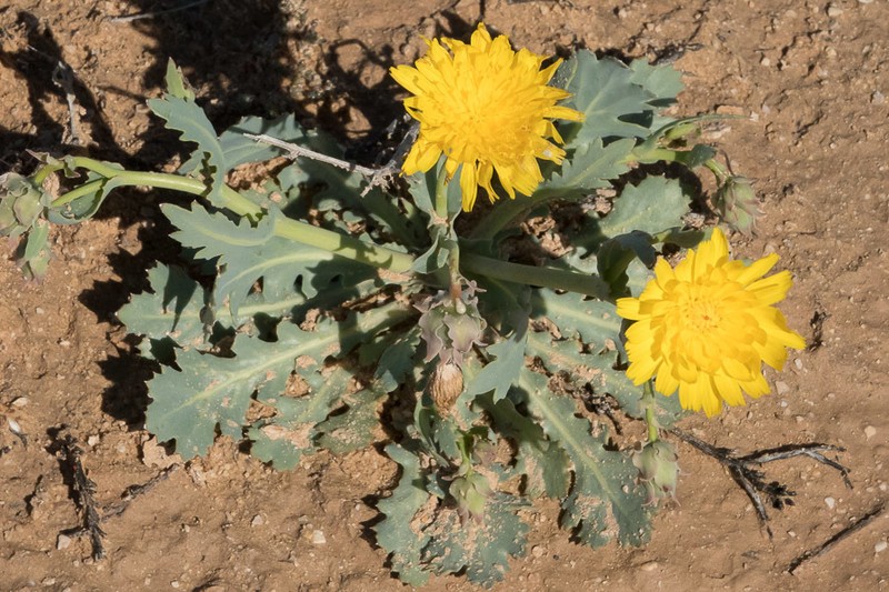 Launaea angustifolia