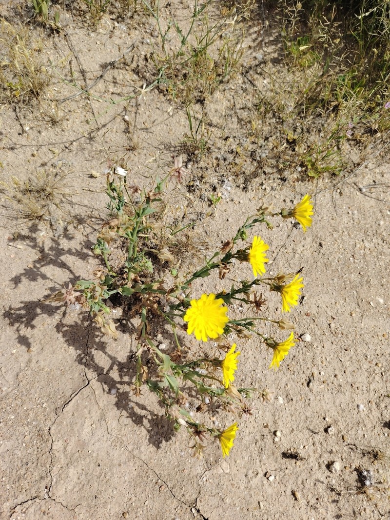 Launaea angustifolia photo 2