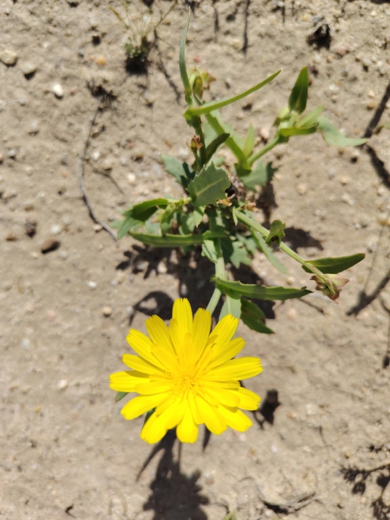 Launaea angustifolia photo 3