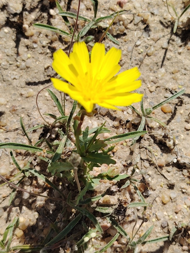 Launaea angustifolia photo 4