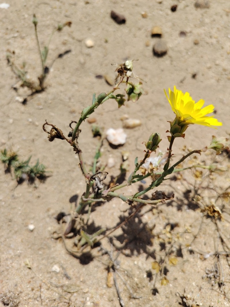 Launaea angustifolia photo 5