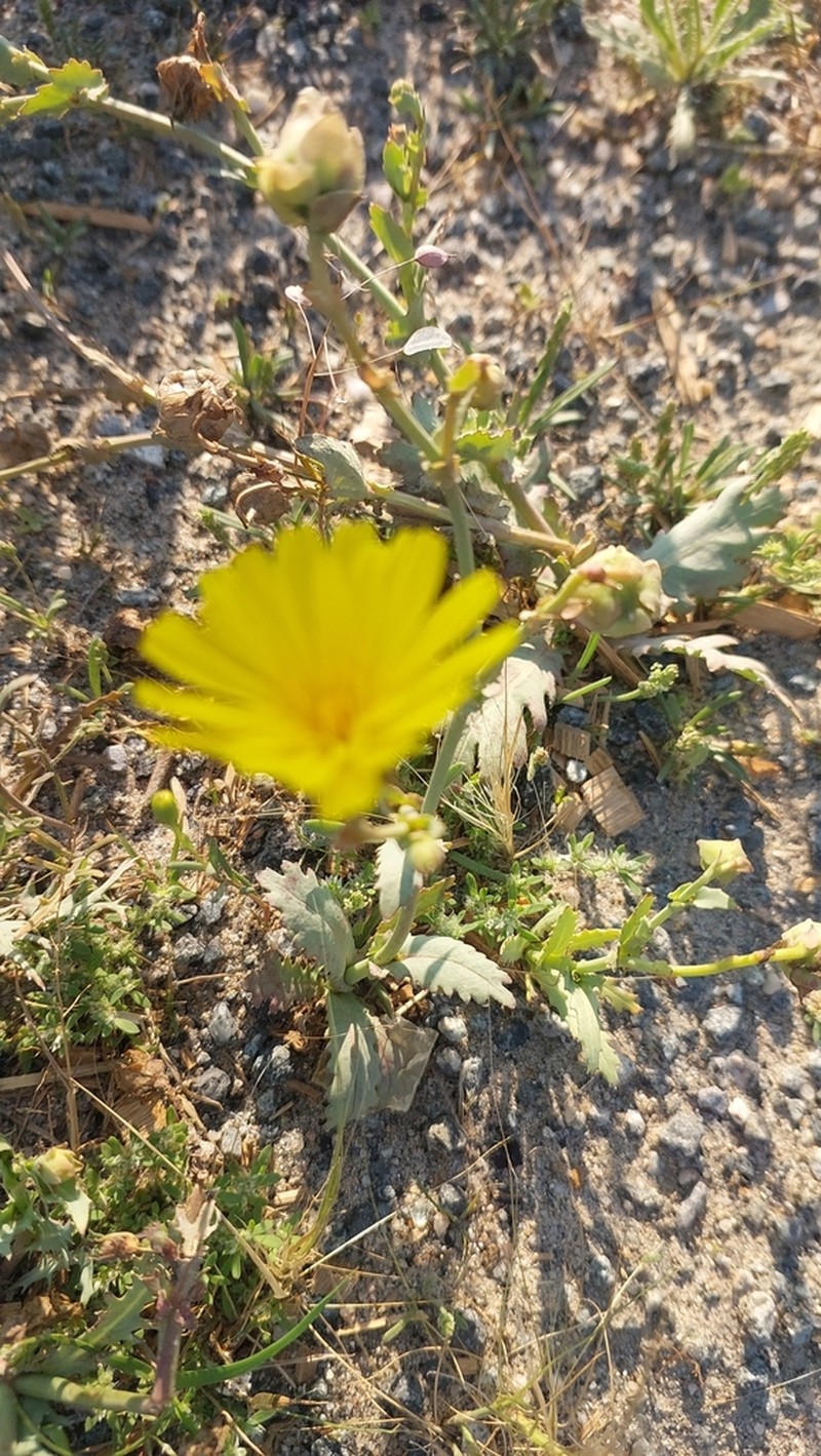 Launaea angustifolia photo 6
