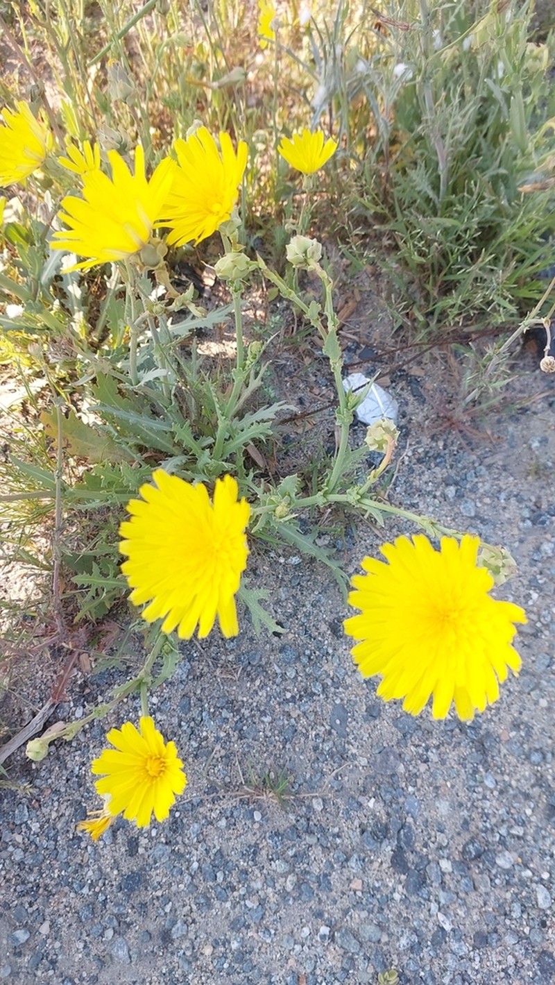 Launaea angustifolia photo 7