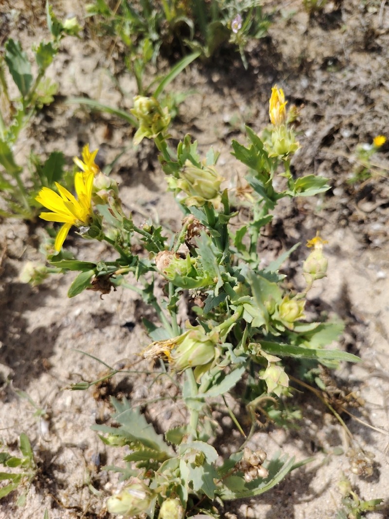 Launaea angustifolia photo 8