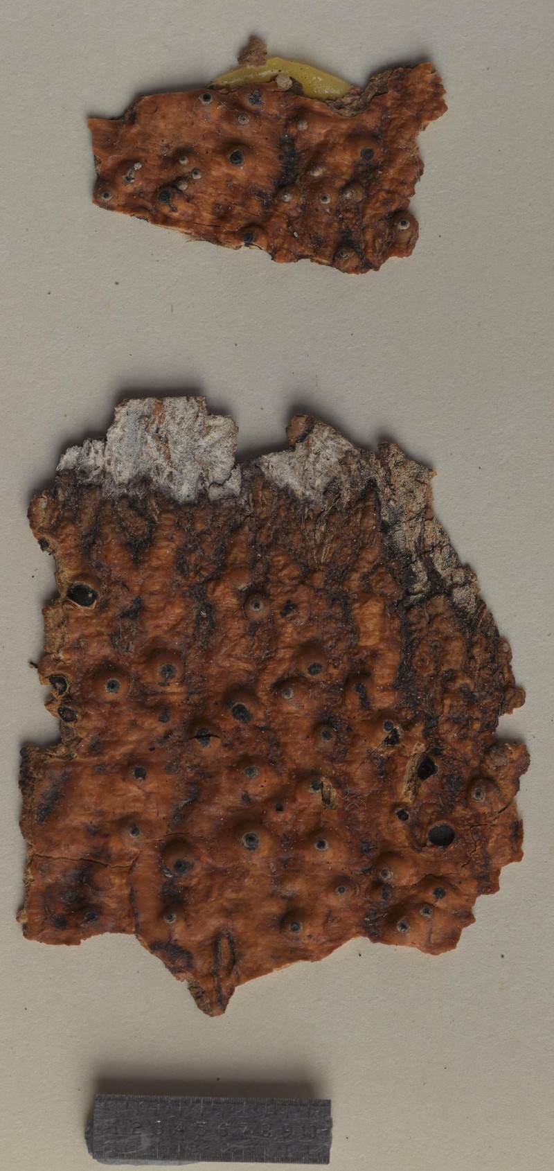 Laurera Lichen