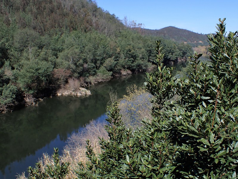 Sweet Bay photo 3