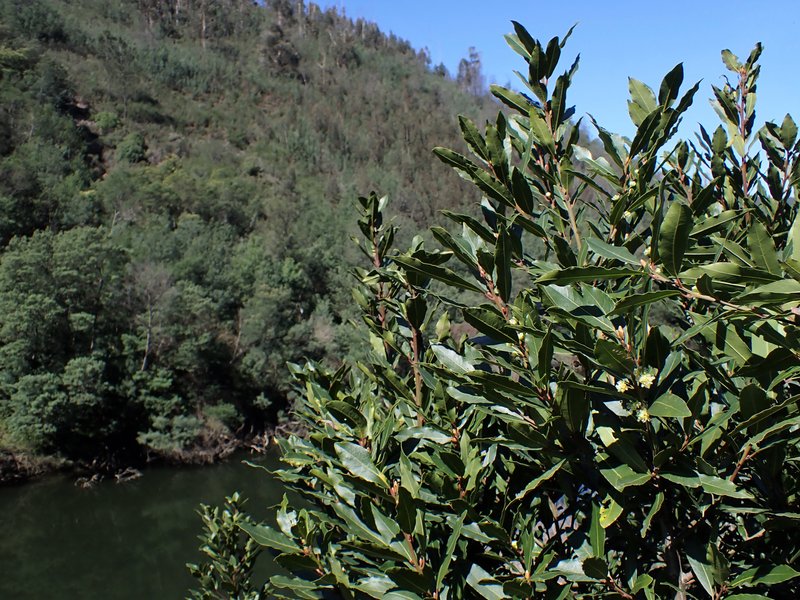 Sweet Bay photo 7