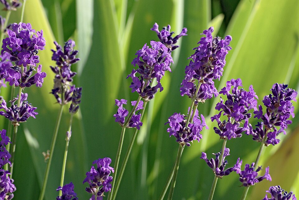 English Lavender photo 2
