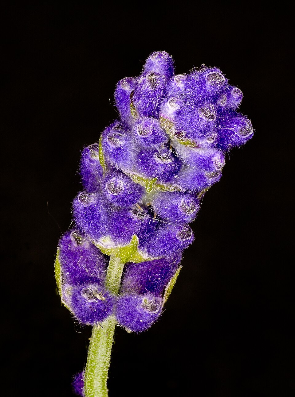 English Lavender photo 3