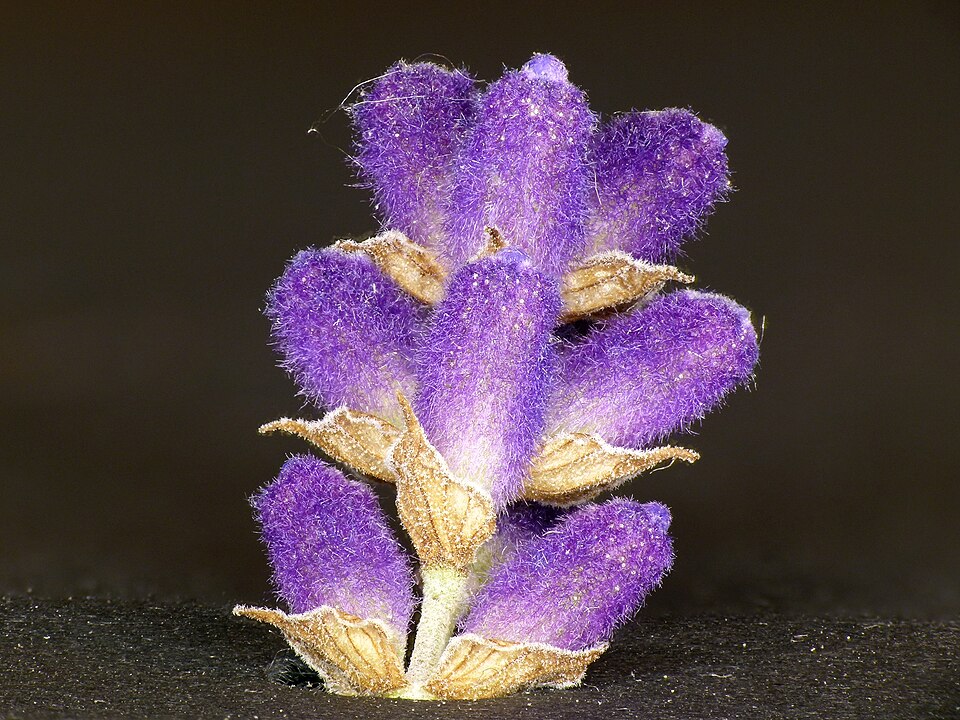English Lavender photo 4