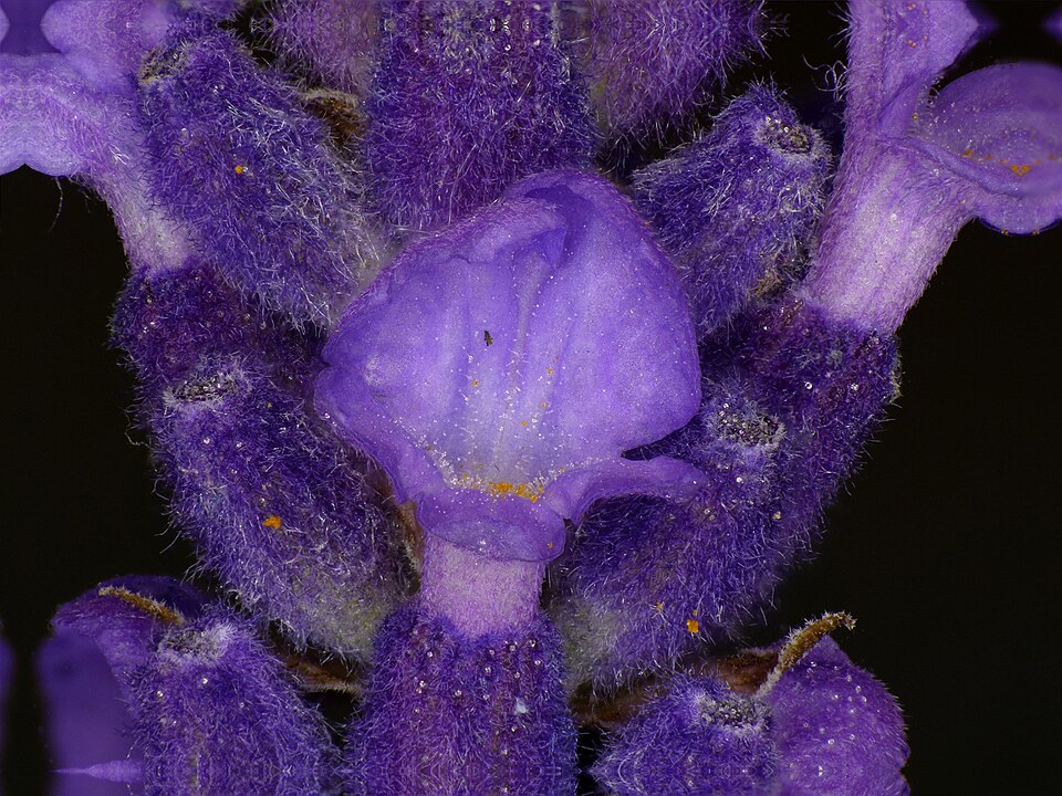 English Lavender photo 5