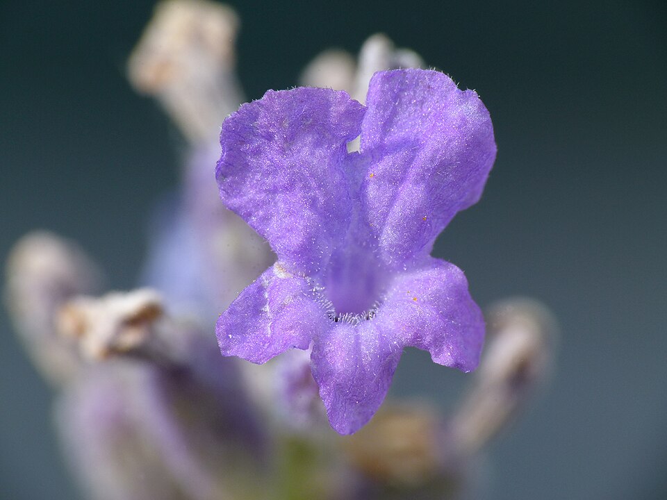 English Lavender photo 6