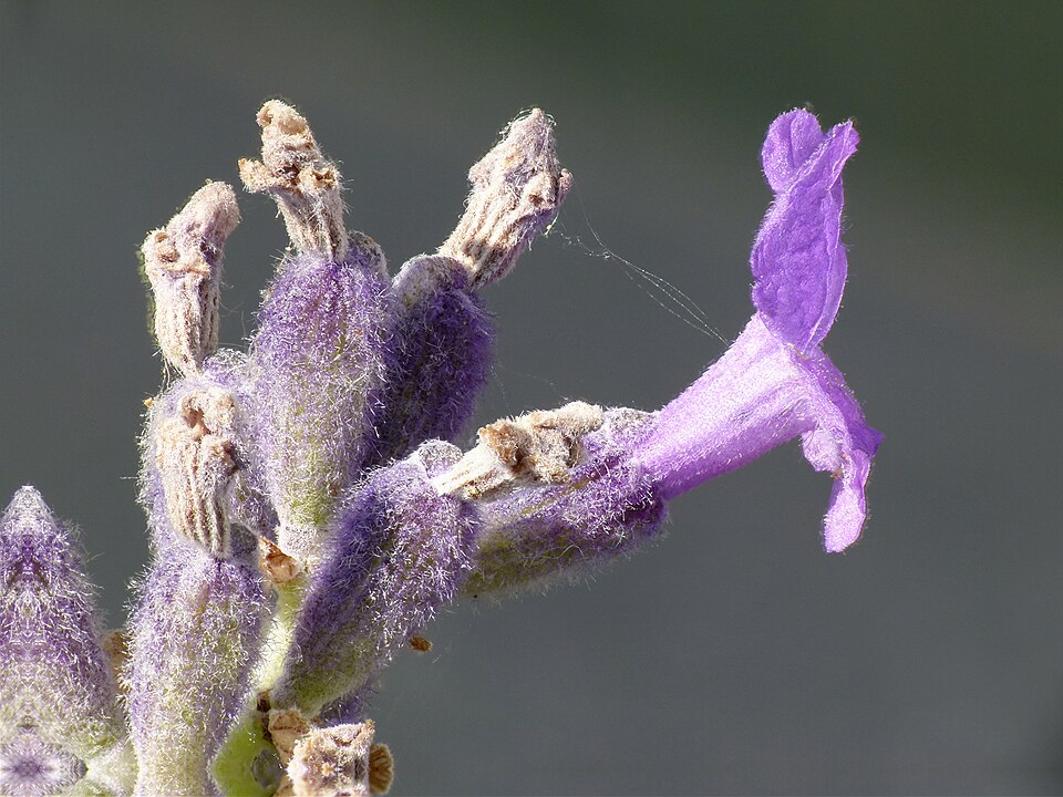 English Lavender photo 7