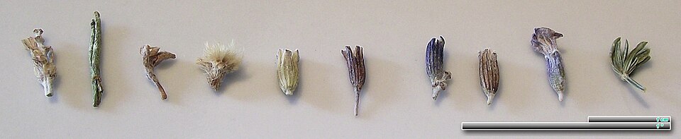 English Lavender photo 8