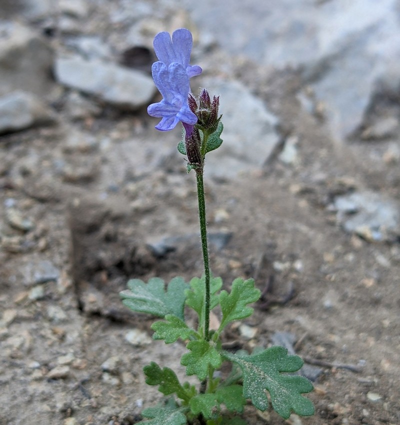 Lavandula nooruddinii