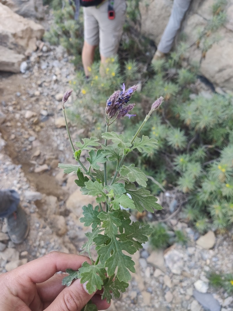 Lavandula nooruddinii photo 4