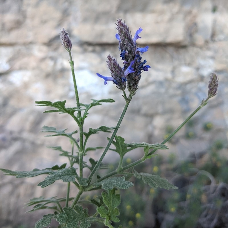 Lavandula nooruddinii photo 5