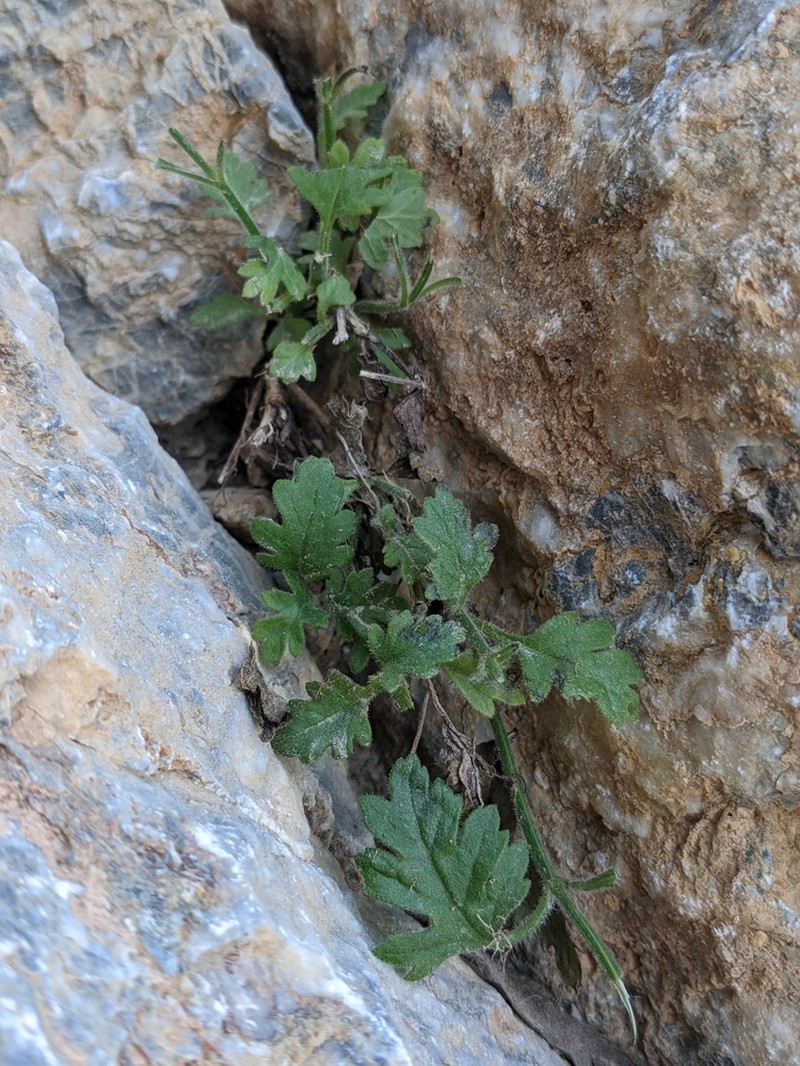 Lavandula nooruddinii photo 8