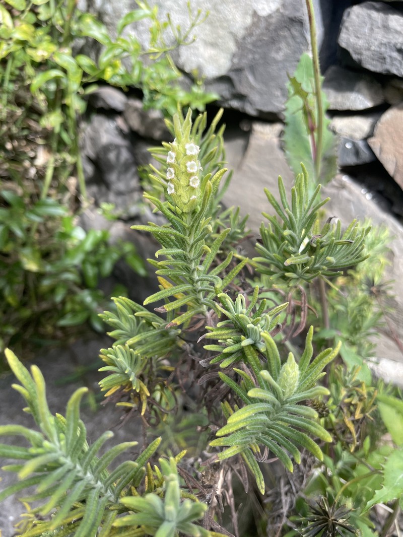 Lavandula pedunculata subsp. maderensis