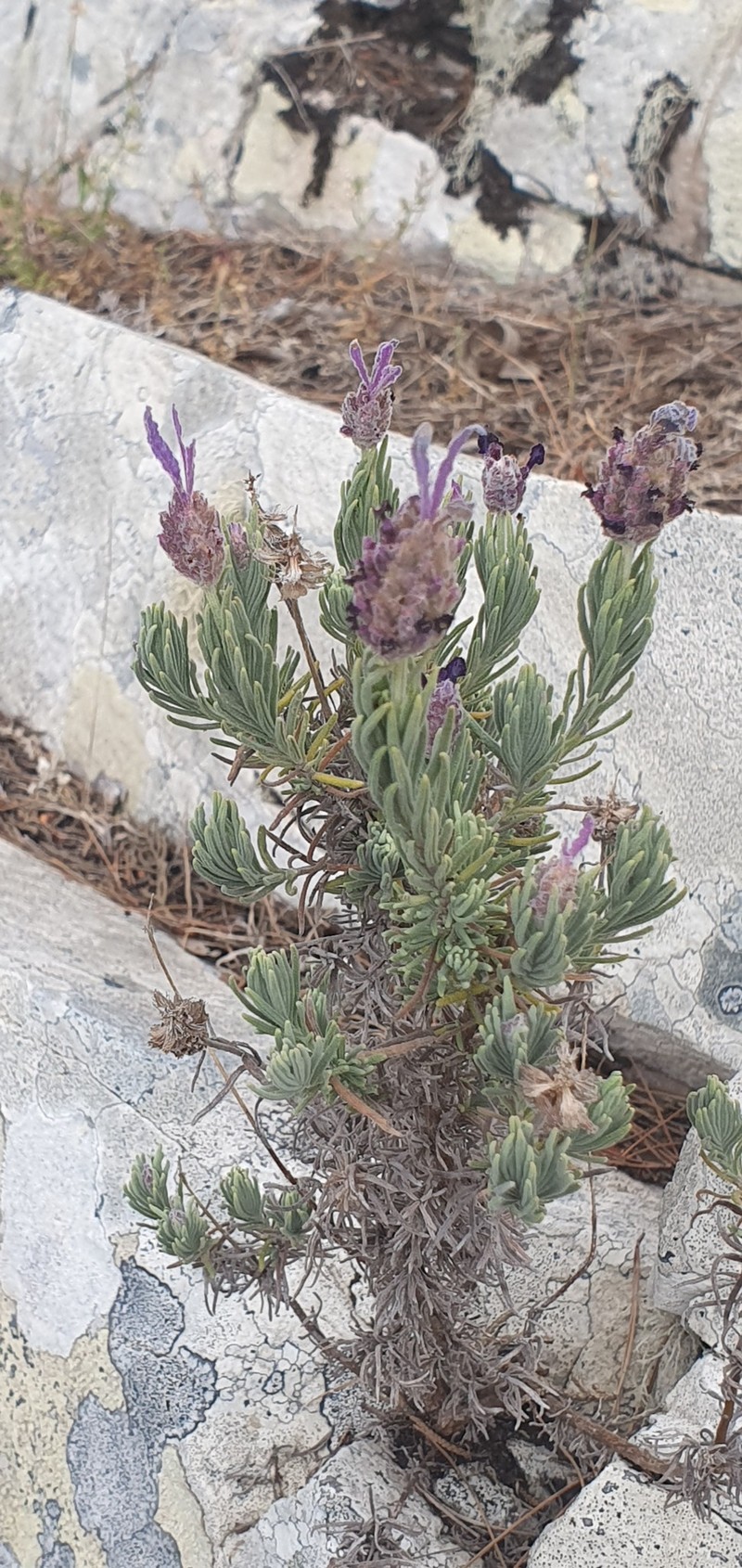 Lavandula pedunculata subsp. maderensis photo 2