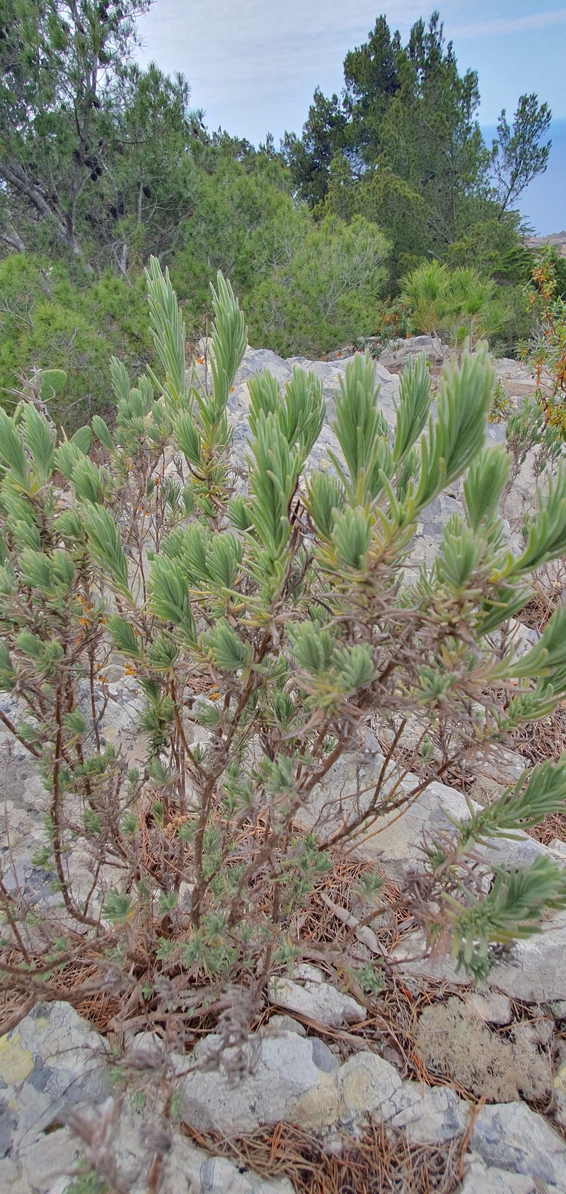 Lavandula pedunculata subsp. maderensis photo 3