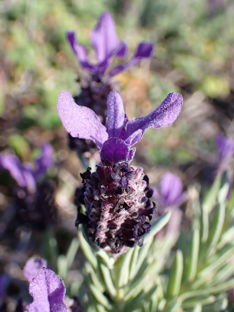 French Lavender photo 2