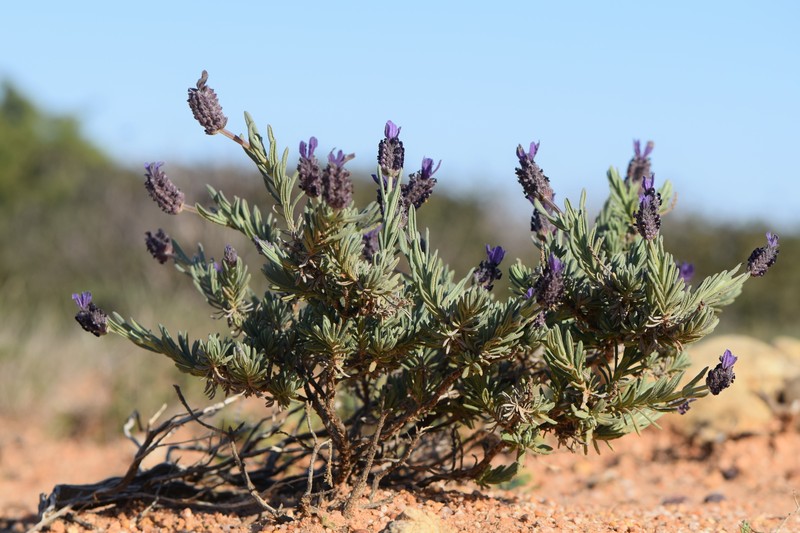 French Lavender photo 3