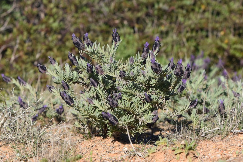 French Lavender photo 4