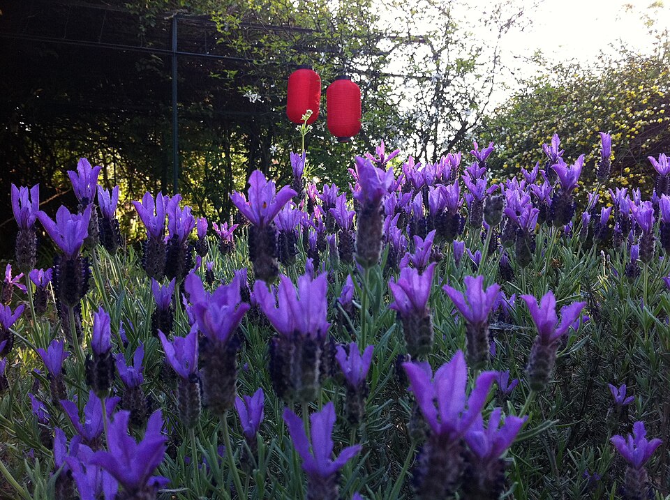 French Lavender photo 5