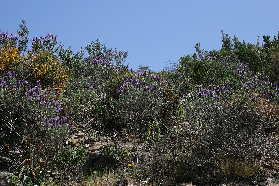 French Lavender photo 6