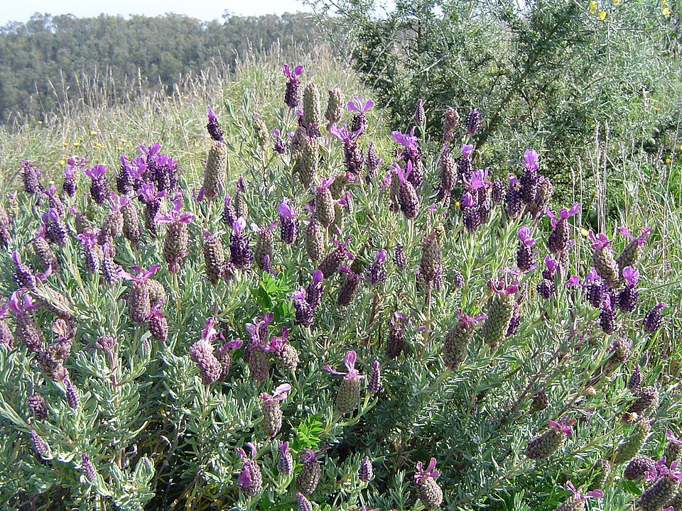 French Lavender photo 7